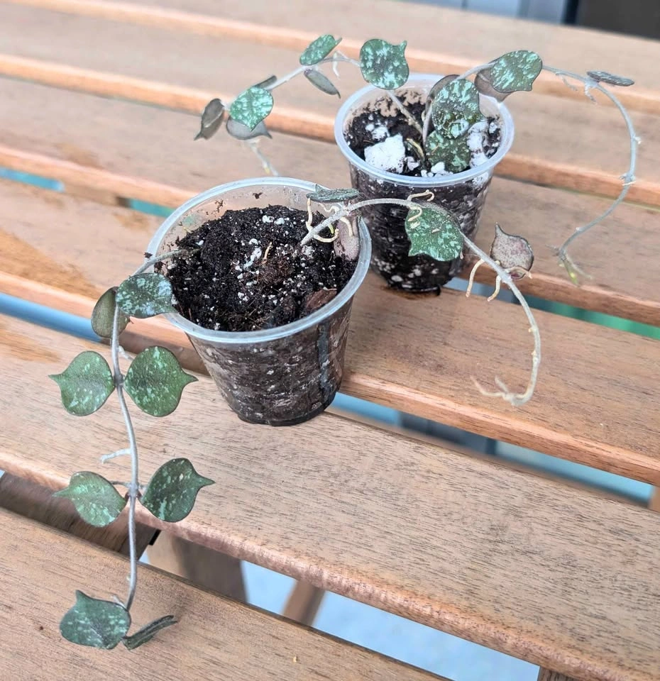 Hoya curtisii plants - photo 3