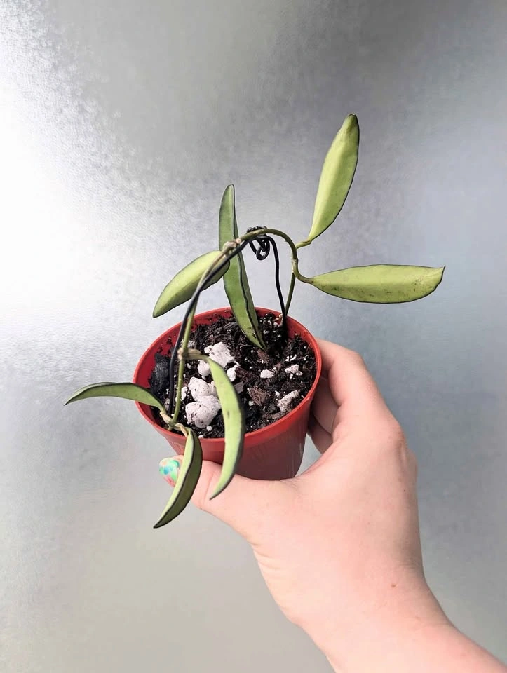 Hoya wayettii 'black margin' plants