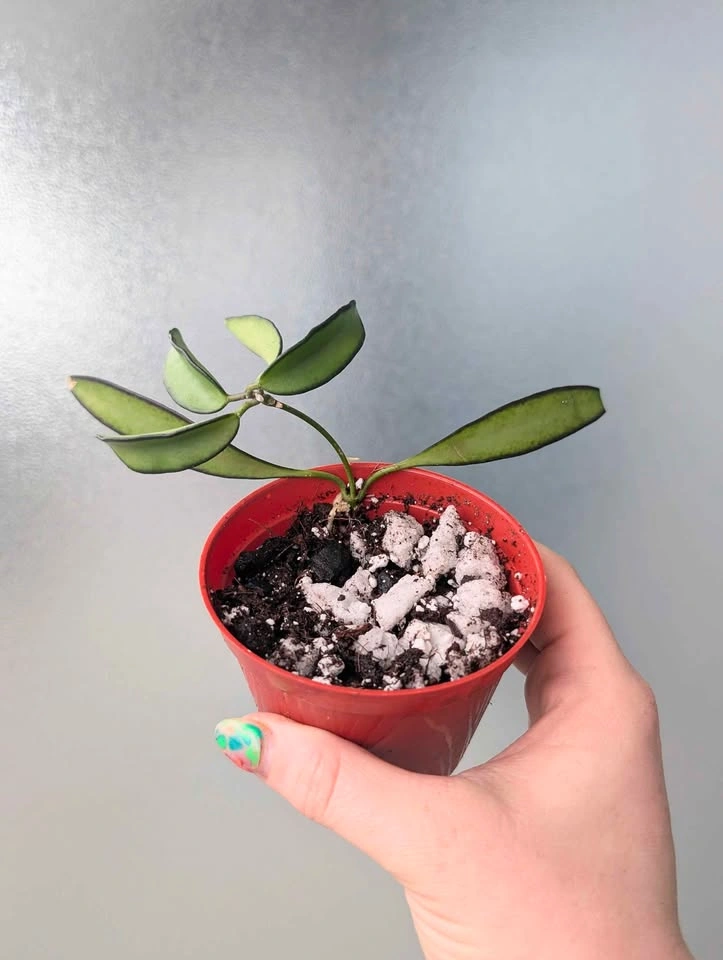 Hoya wayettii 'black margin' plants - photo 3