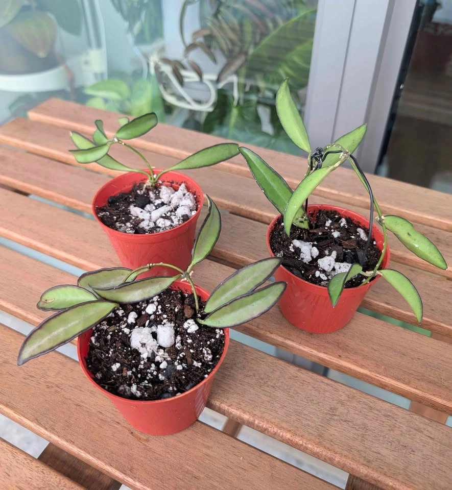 Hoya wayettii 'black margin' plants - photo 4