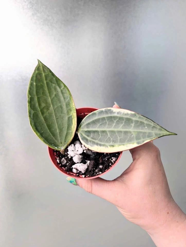 Hoya latifolia albomarginata 'Pot of Gold' plants