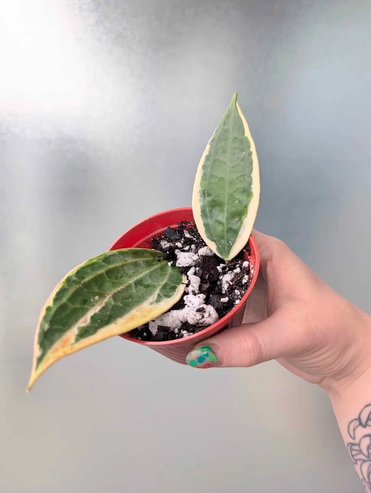 Hoya latifolia albomarginata 'Pot of Gold' plants - photo 2