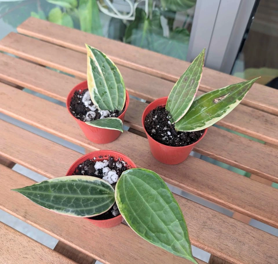 Hoya latifolia albomarginata 'Pot of Gold' plants - photo 4