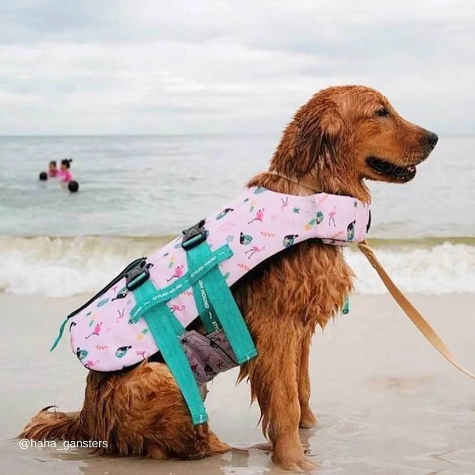 Stylish Hound Dog Life Jacket - Size XL - photo 3