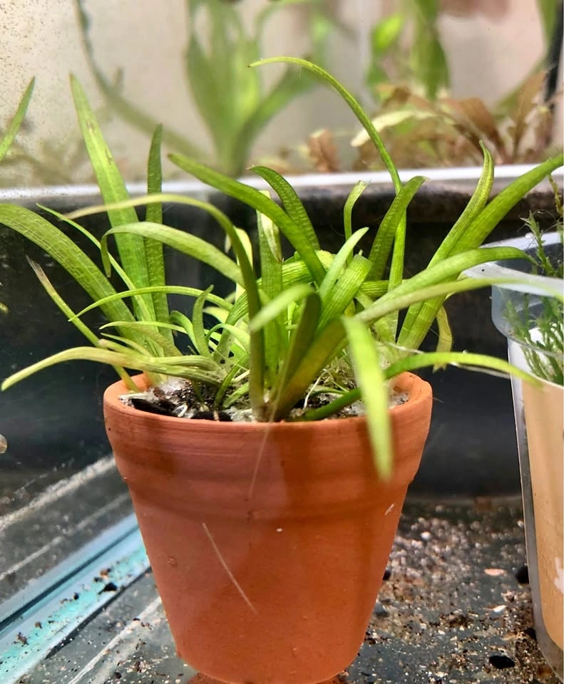Dwarf Chain Sword (Helanthium tenellum) or Dwarf Saggitaria