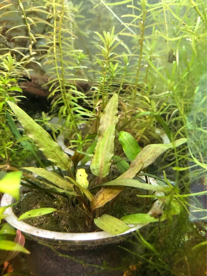 Cryptocoryne Wendtii ‘Bronze’