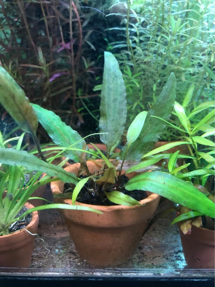 Cryptocoryne Wendtii ‘Bronze’ - photo 2
