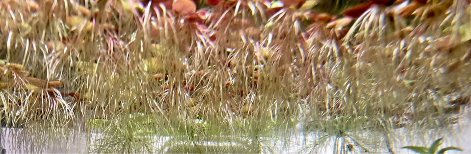 Spirodela Polyrhiza Floating Plant