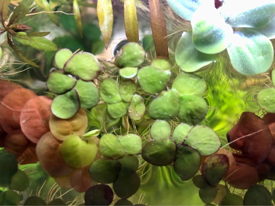 Spirodela Polyrhiza Floating Plant - photo 2