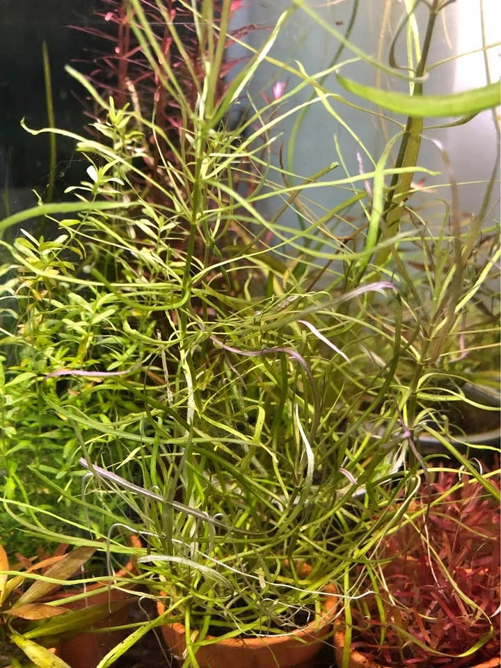 Pogostemon Stellata “Octopus”, potted