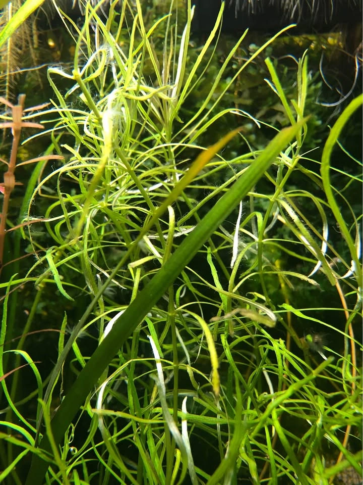 Pogostemon Stellata “Octopus”, potted - photo 2