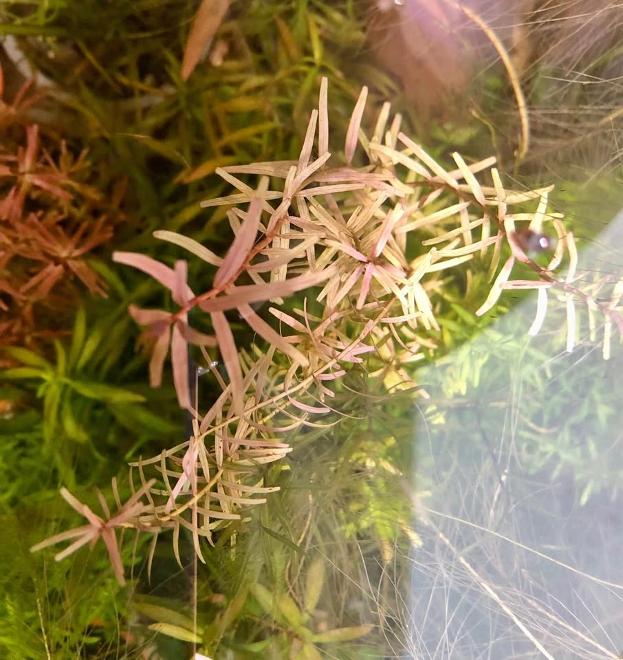 Rotala “H’ra” and/or “Orange Juice”