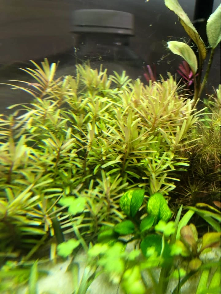 Rotala “H’ra” and/or “Orange Juice” - photo 2