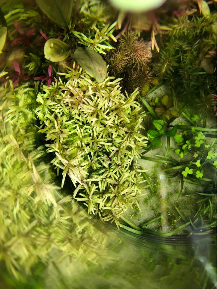 Rotala “H’ra” and/or “Orange Juice” - photo 3