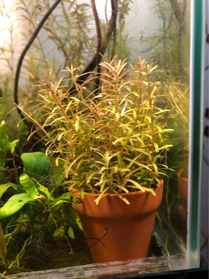Rotala “H’ra” and/or “Orange Juice” - photo 4
