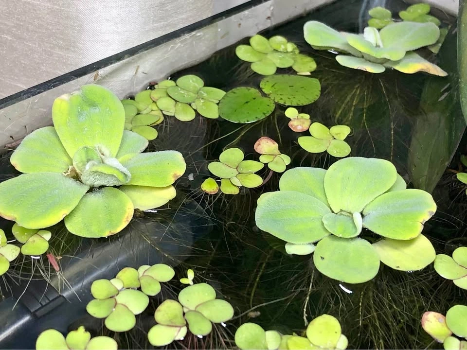 Mini Water Lettuce
