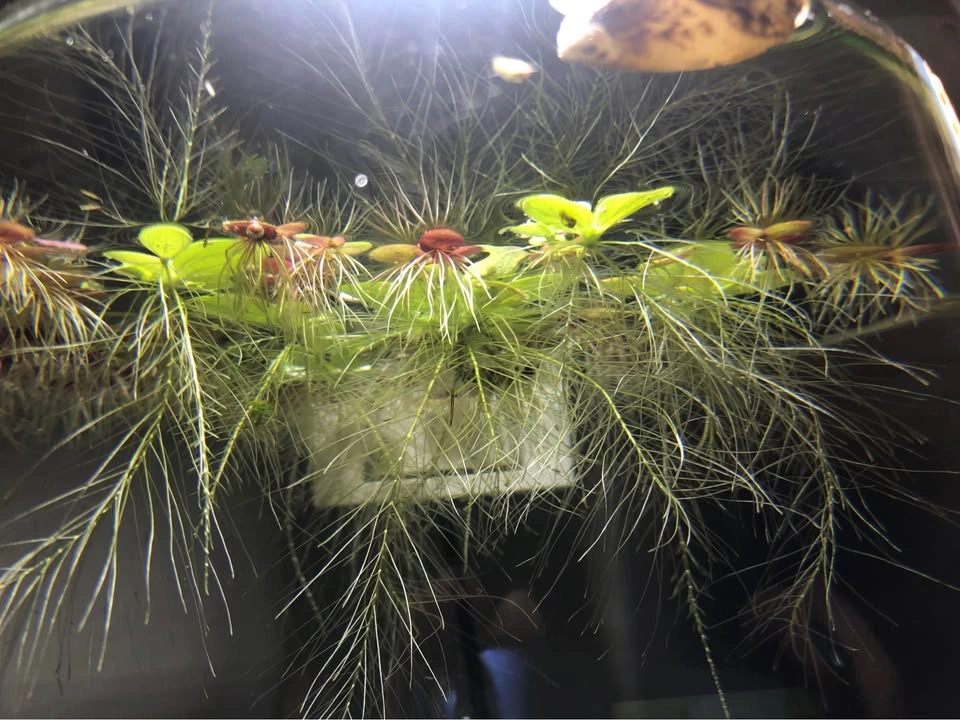 Mini Water Lettuce - photo 2