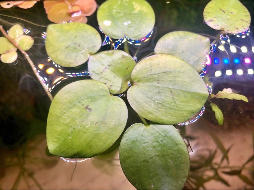 Amazon Frogbit Floating Plant