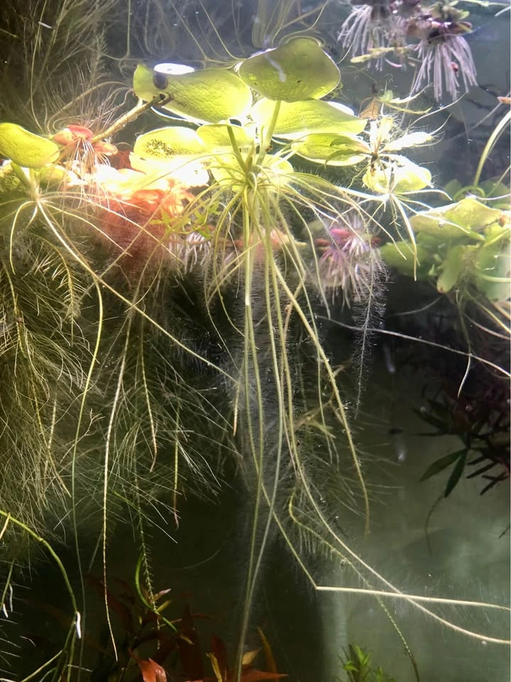 Amazon Frogbit Floating Plant - photo 2