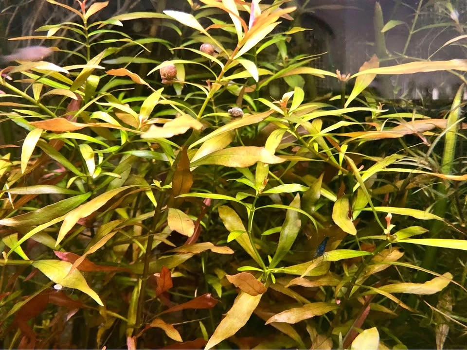 Ludwigia Repens or Alternanthera Reineckii Aquarium Plant, potte