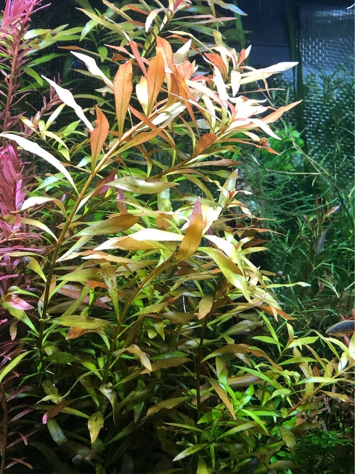 Ludwigia Repens or Alternanthera Reineckii Aquarium Plant, potte - photo 2