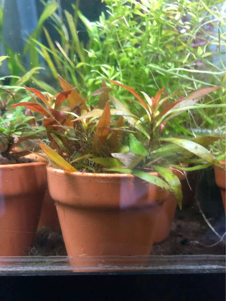 Ludwigia Repens or Alternanthera Reineckii Aquarium Plant, potte - photo 3