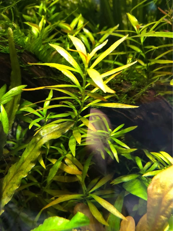 Ludwigia Repens or Alternanthera Reineckii Aquarium Plant, potte - photo 4