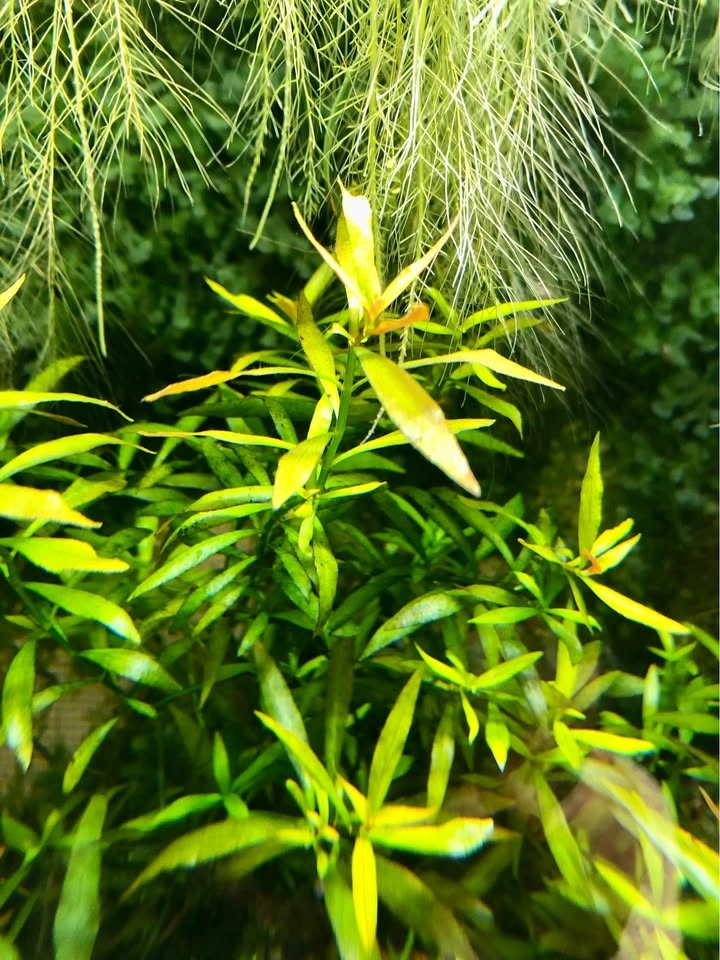 Ludwigia Repens or Alternanthera Reineckii Aquarium Plant, potte - photo 5