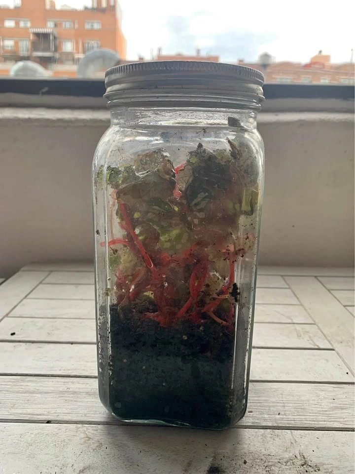 Variegated Rex Begonias, plant for sale