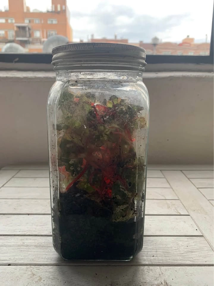 Variegated Rex Begonias, plant for sale - photo 3