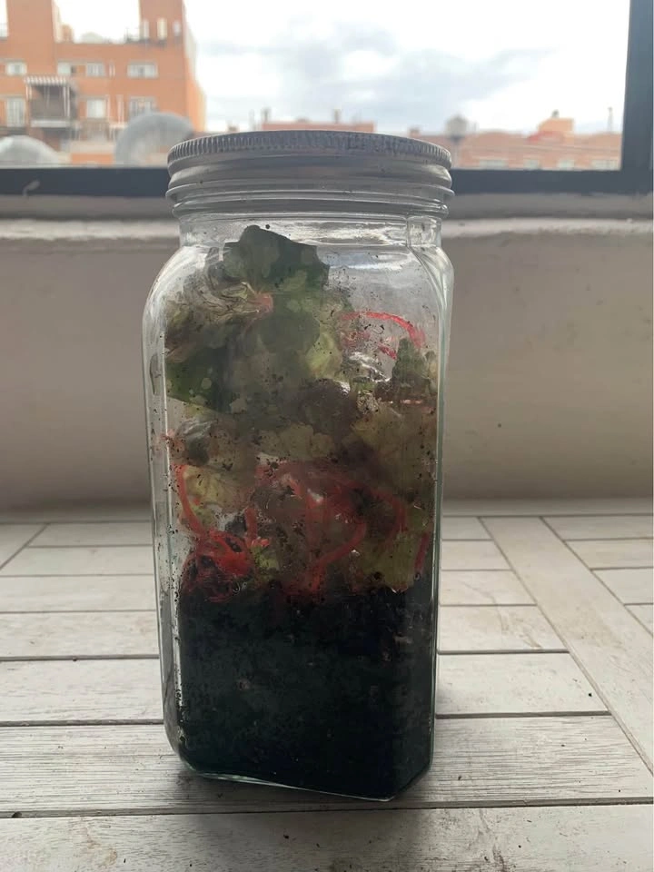 Variegated Rex Begonias, plant for sale - photo 4