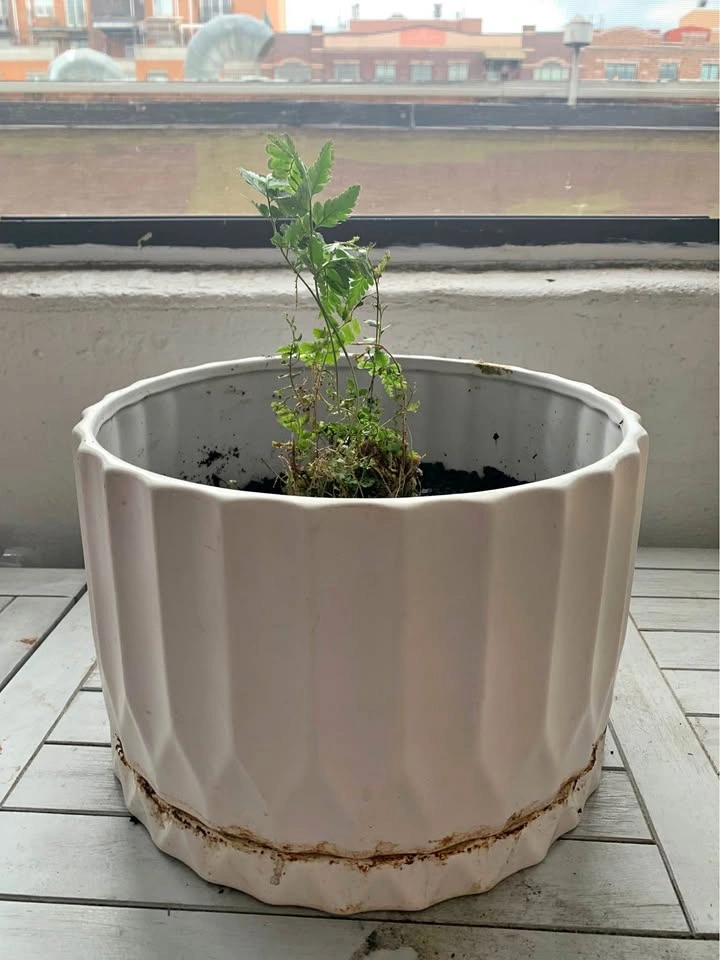White vase with growing fern