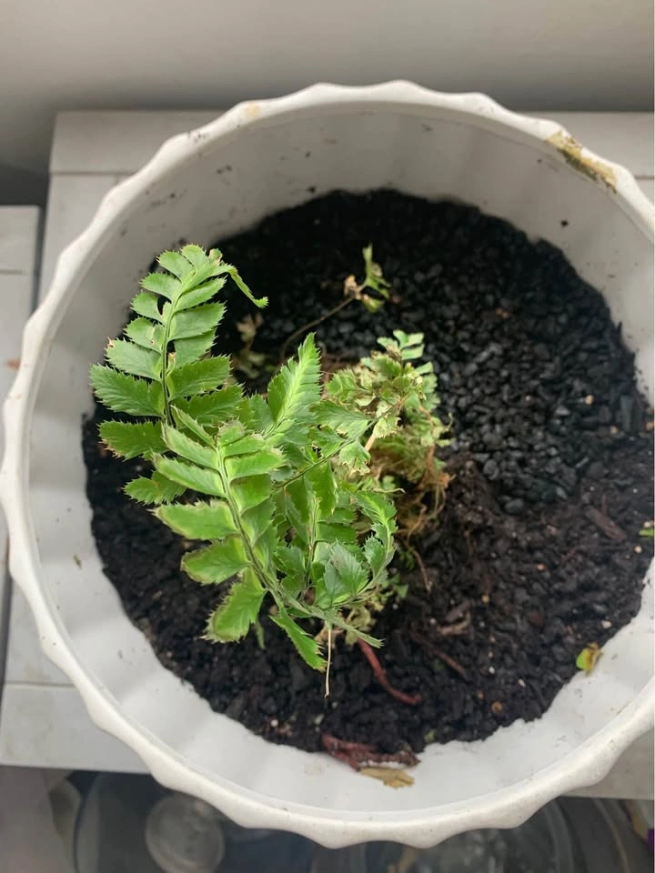 White vase with growing fern - photo 2
