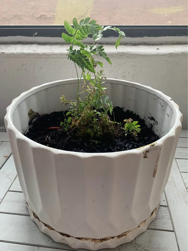 White vase with growing fern - photo 3