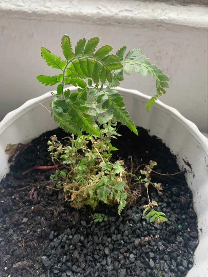 White vase with growing fern - photo 4