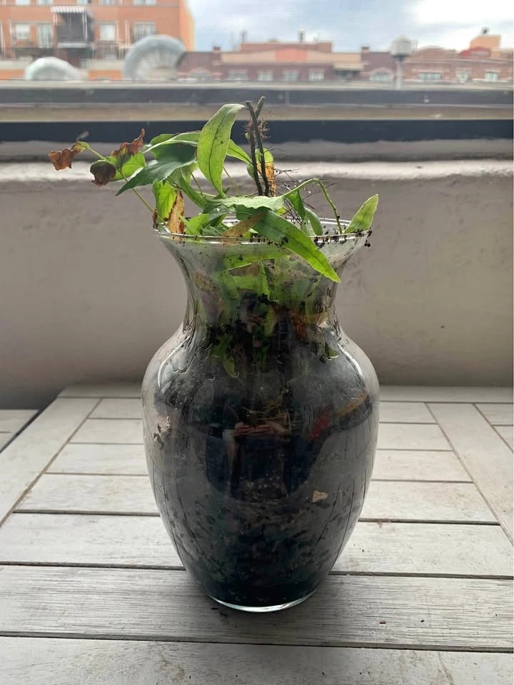 Plant in glass for sale