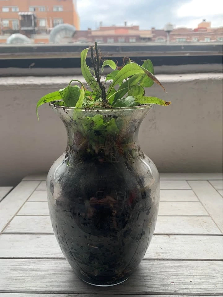 Plant in glass for sale - photo 2