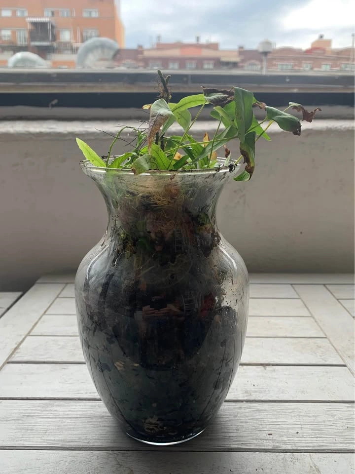 Plant in glass for sale - photo 3
