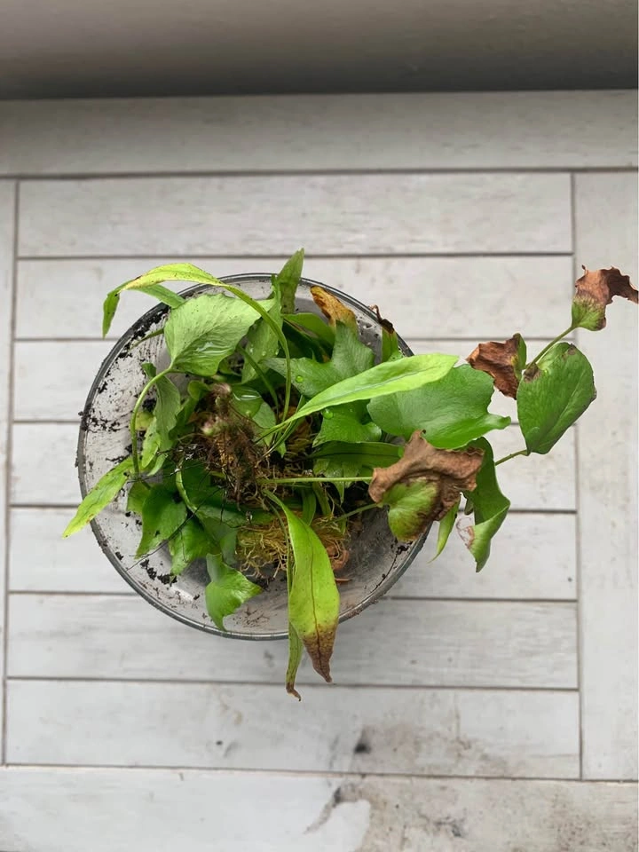 Plant in glass for sale - photo 4