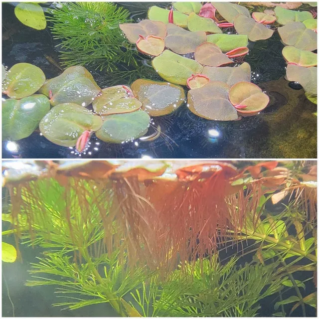 Aquarium top floating plant. Red root floaters. thumbnail