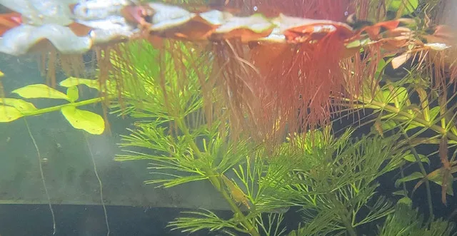 Aquarium top floating plant. Red root floaters. image indicator(3)