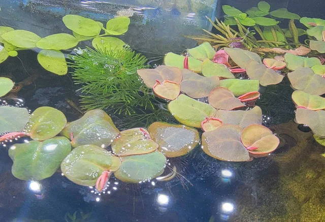 Aquarium top floating plant. Red root floaters. image indicator(4)