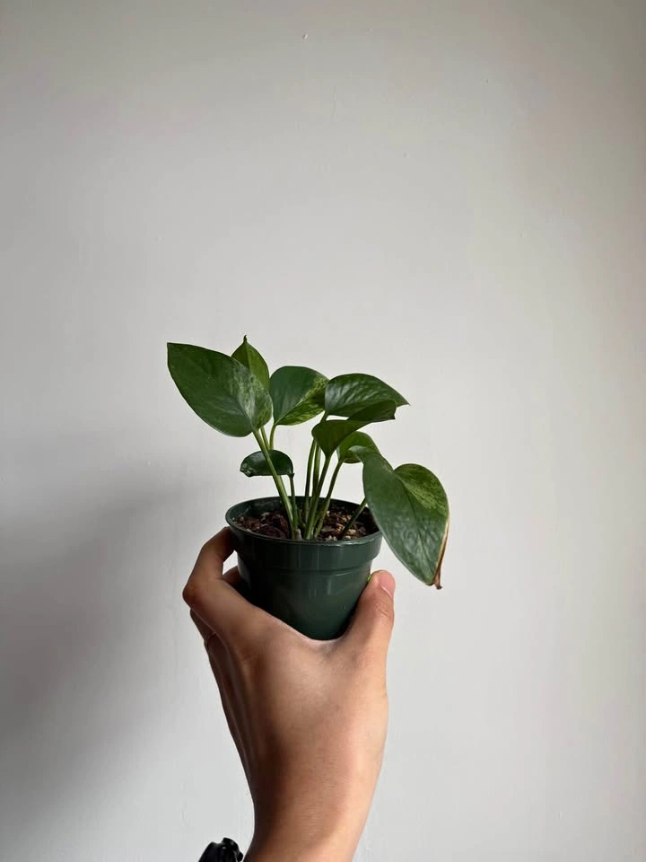 Golden pothos in 4 in nursery pot