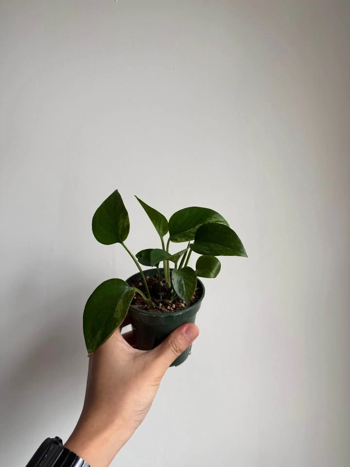 Golden pothos in 4 in nursery pot - photo 2