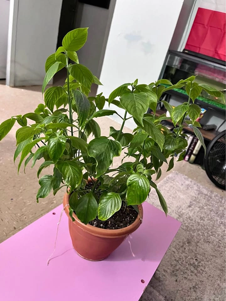 Basil Plant