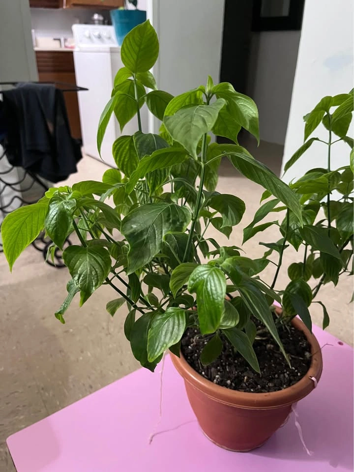 Basil Plant - photo 2