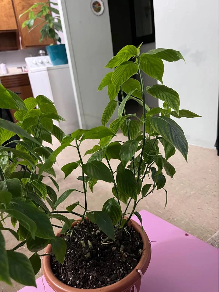 Basil Plant - photo 3