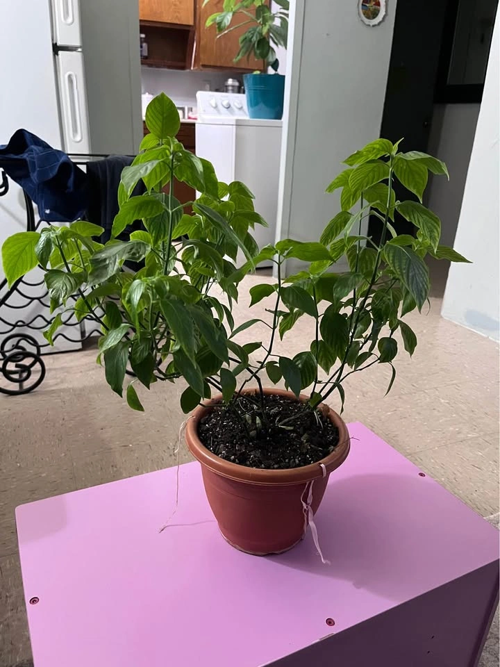Basil Plant - photo 4