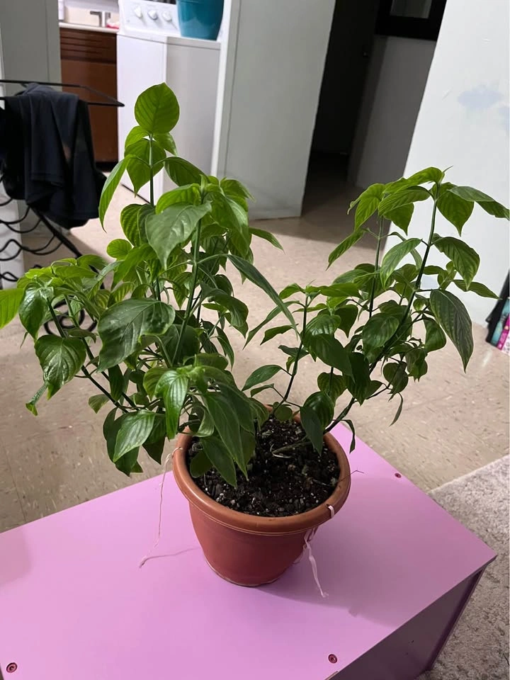 Basil Plant - photo 5