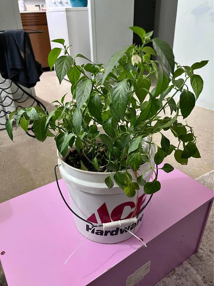 Chili Plant